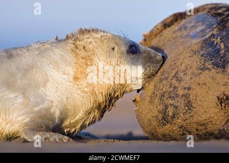 Graues Seehund Welpen (Halichoerus grypus) säugen von Mutter am Strand, Donna NOOK, Lincolnshire, England Stockfoto