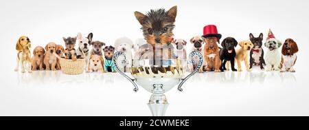 Kleiner yorkshire Terrier Welpe Hund sitzt in einer großen Trophäe cup vor einer siegreichen Gruppe von Hunden auf Weißer Hintergrund Stockfoto