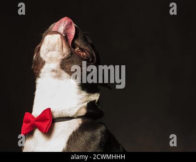 Nahaufnahme Bild eines entzückenden französisch Bulldogge Welpen lecken seine Nase stehend mit Kopf nach oben, Tragen Fliege instudio Stockfoto