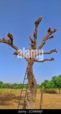 Baum ohne Blätter. Alte khejari oder prosopis cineraria Baum Stamm Detail Textur als natürlichen Hintergrund. Stockfoto