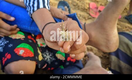 Nahaufnahme der Arme des Mädchens, das die Pflanze mit dem Boden in den Handflächen hält. Stockfoto