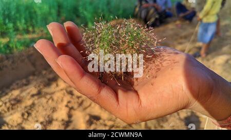 Blumen in den Handflächen. Blume in der Hand der Frau Stockfoto