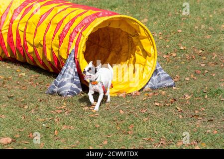 Hund läuft durch Agility Tunnel im Herbstpark. Haustiere. Stockfoto