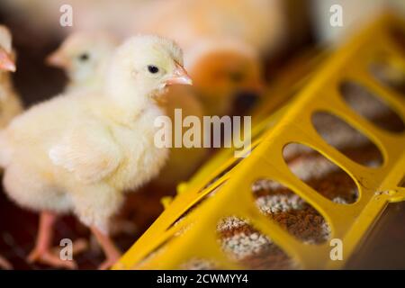 Hühnerzucht auf einer Geflügelfarm Stockfoto