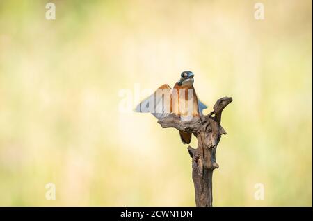 Eisvogel Eisvogel der Alcedo atthis ist die einzige Eisvogel-Art, die in Europa gefunden wird. Stockfoto