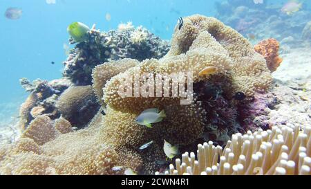 Korallengarten Seascape und Unterwasserwelt. Farbenfrohe tropische Korallenriffe. Leben Korallenriffe. Leyte, Philippinen. Stockfoto