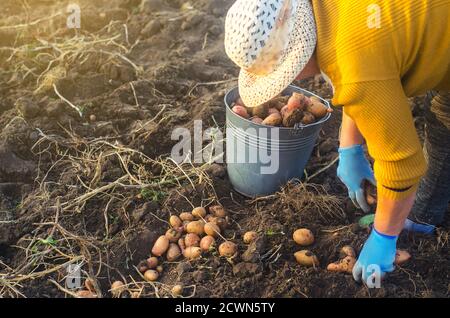 Eine Bäuerin sammelt gegraben Kartoffeln in einem Eimer. Arbeiten Sie auf dem Feld. Erntekampagne, Rekrutierung von Saisonarbeitern. Gemüse auswählen, sortieren und verpacken Stockfoto