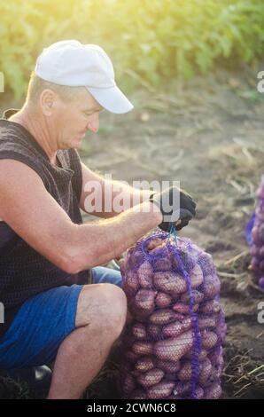 Farmer bindet einen Netzbeutel mit Kartoffeln. Kartoffeln auf der Plantage ernten. Vorbereiten von Lebensmittelvorrat. Wachsen, Sammeln, Sortieren und Verkaufen vegetabl Stockfoto