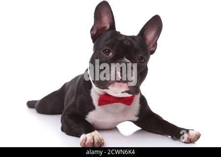 Liebenswert französisch Bulldogge Welpen tragen Fliege liegend auf Weißer Hintergrund Stockfoto