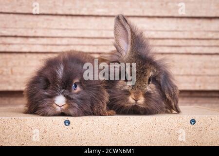 Zwei niedliche Löwenkopf-Hasen-Bunnys liegen auf Holzhintergrund und schauen auf die Kamera. Stockfoto