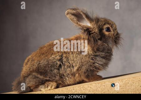 Ganzer Körper eines braunen Löwenkopfhasenhasen, der auf einer Holzkiste sitzt und von der Kamera wegschaut. Stockfoto