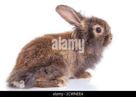 Seitenansicht eines niedlichen Löwenkopf-Kaninchenhasen, der auf isoliertem Hintergrund liegt und von der Kamera wegschaut. Stockfoto