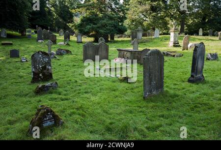 Schafe auf der Nahrungssuche in einem alten Grabhof. Stockfoto