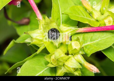 Frucht der vier-Uhr-Blume (Mirabilis jalapa), Stadt Isehara, Präfektur Kanagawa, Japan Stockfoto
