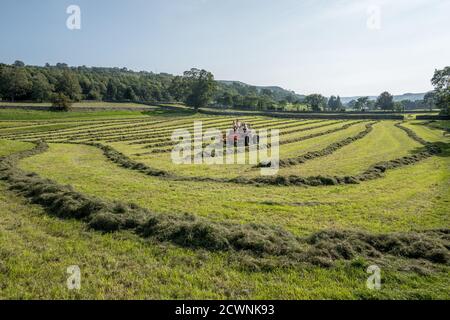 Bauer dreht frisch geschnittenes Gras, um Silage mit einem roten Traktor zu machen. Stockfoto