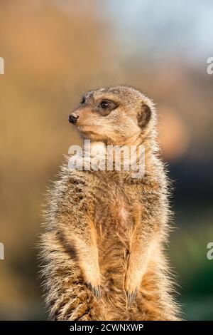 Nahaufnahme Erdmännchen (Suricata suricatta) aufrecht sitzend in goldenem Abendlicht, Kopf gedreht, Blick über die Schulter, West Midland Safari Park UK. Stockfoto