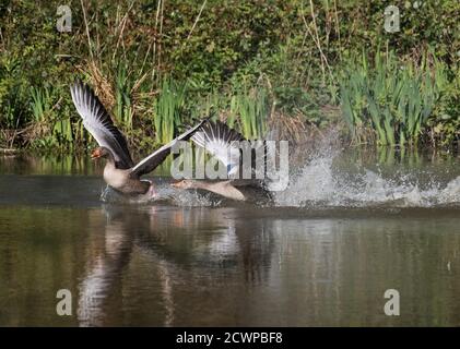 Rotfußgänse, Anser brachyrhynchus, Balz, Lancashire, Großbritannien Stockfoto