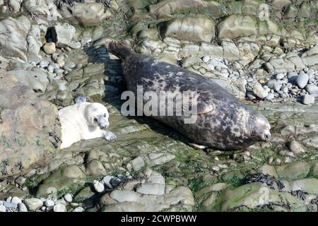 Atlantische Graurobbe und Mutter atlantische Graurobbe auf einem Pembrokeshire Beach Wales Cymru Großbritannien Stockfoto