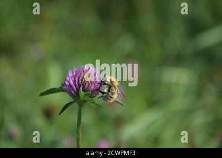 Die Biene saugt Nektar aus einer roten Kleeblüte Stockfoto