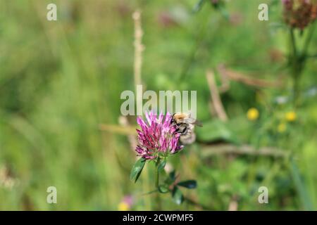 Die Biene saugt Nektar aus einer roten Kleeblüte Stockfoto