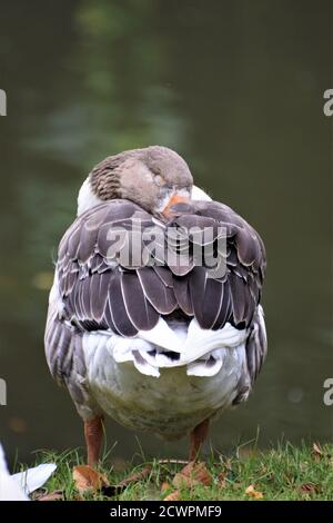 Schlafende graue weiße Gans, die von hinten auf Gras steht Vor einem Teich Stockfoto