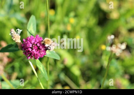 Die Biene saugt Nektar aus einer roten Kleeblüte Stockfoto
