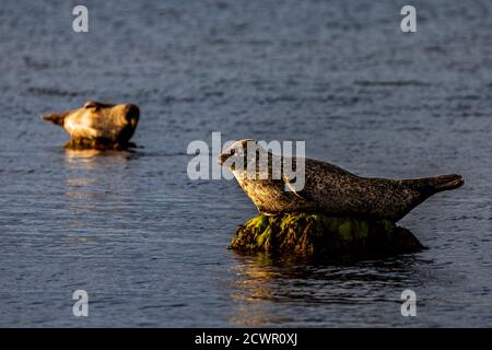 Zwei Robben sonnen sich in der frühen Morgensonne in der Nähe von Corrie auf der Isle of Arran, Schottland, Großbritannien Stockfoto