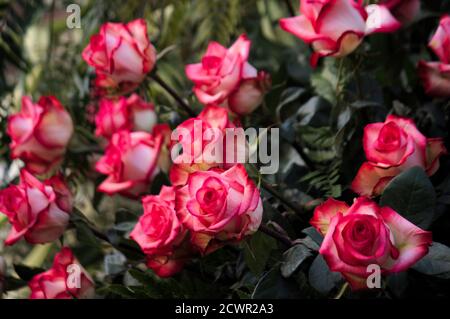 Ein Bouquet von rosa und weißen Rosen zu feiern oder Gedenken Sie eines wichtigen Augenblicks im Leben Stockfoto