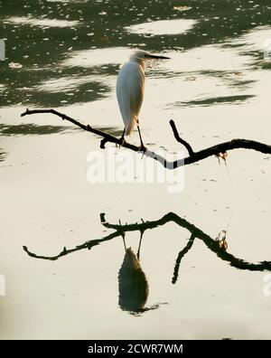 Ein kleiner Reiher (Egretta garzetta), der Beute in Looe River, Cornwall, verfolgt Stockfoto