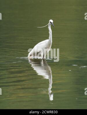 Ein kleiner Reiher (Egretta garzetta), der Beute in Looe River, Cornwall, verfolgt Stockfoto