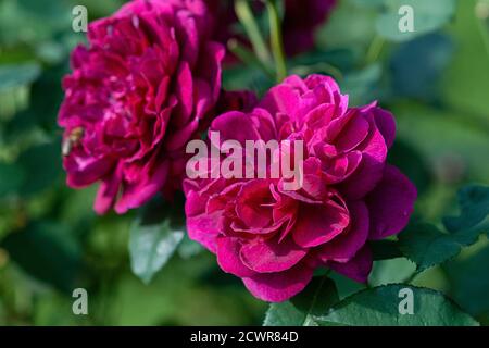 Darcey Bussell purpurrote Rosen - englische Strauchrose gezüchtet von David Austin Stockfoto