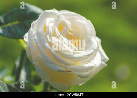 Rosa Chopin (Frederyk Chopin) - leichte Creme bis hellgelbe Hybride Tee Rose Sorte Von Zyla Stockfoto