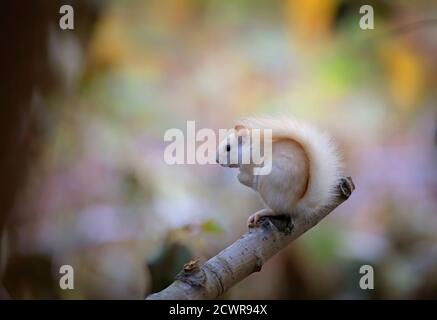 Weißes Eichhörnchen (Leukistisches rotes Eichhörnchen) Morgens auf einem Ast im Wald stehen Herbstlicht in Kanada Stockfoto