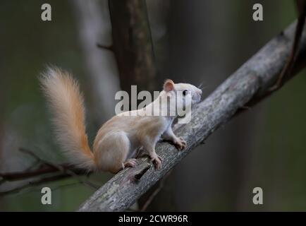 Weißes Eichhörnchen (Leukistisches rotes Eichhörnchen) Morgens auf einem Ast im Wald stehen Herbstlicht in Kanada Stockfoto