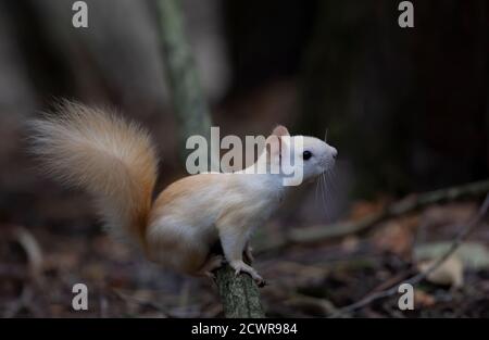 Weißes Eichhörnchen (Leukistisches rotes Eichhörnchen) Morgens auf einem Ast im Wald stehen Herbstlicht in Kanada Stockfoto