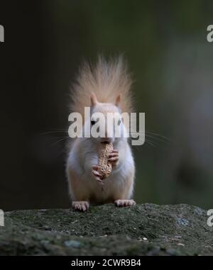 Weißes Eichhörnchen (Leukistisches rotes Eichhörnchen) Auf einem Felsen stehend, eine Erdnuss im Wald essend Im Morgenlicht in Kanada Stockfoto