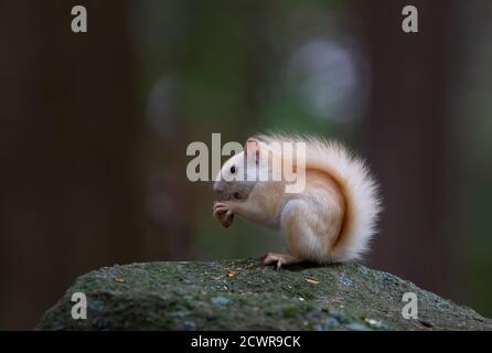 Weißes Eichhörnchen (Leukistisches rotes Eichhörnchen) Auf einem Felsen stehend, eine Erdnuss im Wald essend Im Morgenlicht in Kanada Stockfoto