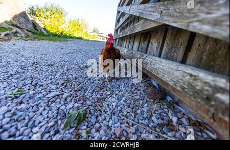 Eine neugierige Henne, die auf dem Hof herumwandert. Humble by Nature, Monmouthshire, Wales. Stockfoto