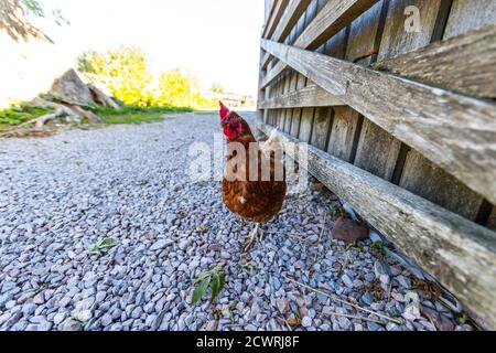 Eine neugierige Henne, die auf dem Hof herumwandert. Humble by Nature, Monmouthshire, Wales. Stockfoto