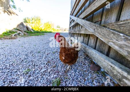 Eine neugierige Henne, die auf dem Hof herumwandert. Humble by Nature, Monmouthshire, Wales. Stockfoto
