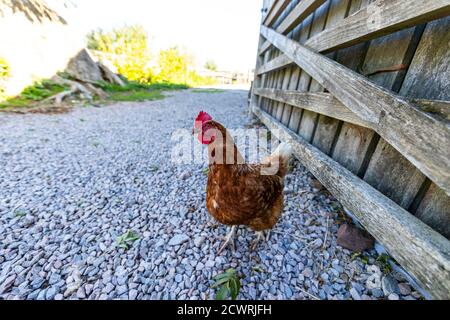 Eine neugierige Henne, die auf dem Hof herumwandert. Humble by Nature, Monmouthshire, Wales. Stockfoto