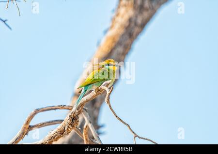 Ein Schwalbenschwanz-Bienenfresser, Merops hirundineus, auf einem toten Baumzweig im ariden Kgalagadi Stockfoto