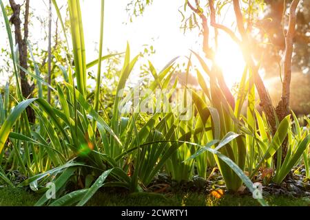 Landschaftlich schöne Aussicht auf Irisblumenblätter und Salix Matsudana Baum im Hinterhof Garten mit grünem Rasen Und hinterleuchtete Sonnenlichter Hintergrund Stockfoto