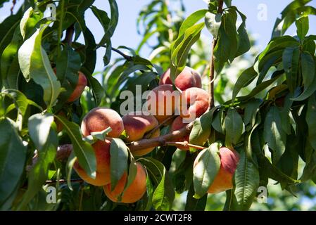 Pfirsiche auf einem Baum Stockfoto