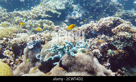 SeaLife, Tauchen in der Nähe eines Korallenriffs. Schöne bunte tropische Fische auf den lebhaften Korallenriffen unter Wasser. Leyte, Philippinen. Stockfoto