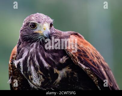 Close-up von unreifen Black-Chested Buzzard-Eagle Kopf an einem Vogel Rescue Center in Ecuador Stockfoto