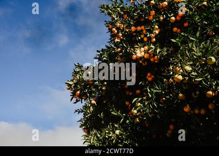 Orangenbaum mit vielen reifen Früchten an einem sonnigen Tag Stockfoto