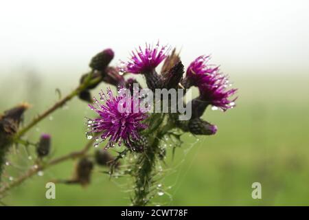 Nahaufnahme eines violetten Distel Wassertröpfchen nebligen Morgentau Stockfoto