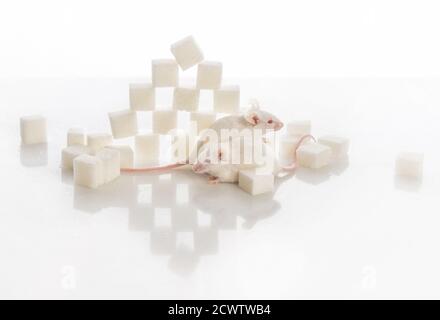 Zwei weiße Labormäuse in der Nähe der Pyramide von Zuckerwürfeln, Diabetes-Konzept Stockfoto