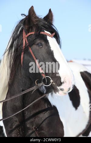 Portrait eines schönen irischen Cob Hengstes im Winter Stockfoto
